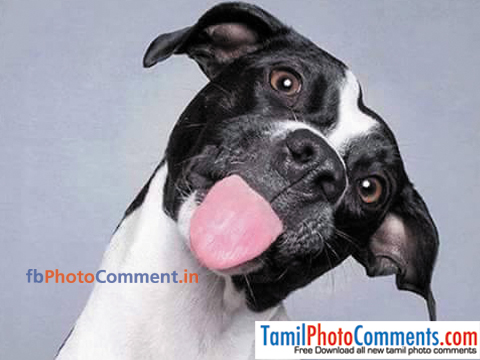 animal-funny-reaction | animal | Tamil | Tamil Photo Comments Free Download  | Tamil Photo Comments collections